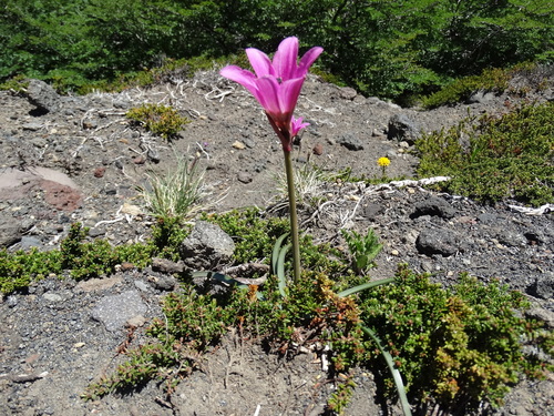 Rhodolirium andicola, photograph 1
