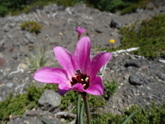 Gonzalo Roget, CC BY, iNaturalist via GBIF Rhodolirium andicola, photograph Gonzalo Roget, CC BY, iNaturalist via GBIF