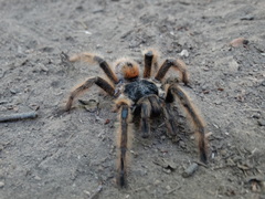 Phrixotrichus vulpinus