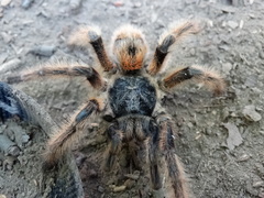 Phrixotrichus vulpinus