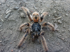 Phrixotrichus vulpinus