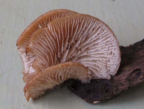 Representative image of Lentinellus flabelliformis