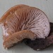 Lentinellus flabelliformis - Photo (c) אנונימי,  זכויות יוצרים חלקיות (CC BY-SA)