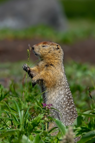 Arctic Ground Squirrel