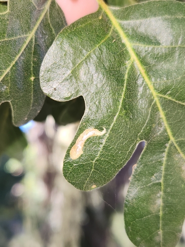 iNaturalist observation photo of Coptotriche