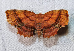 Cepphis armataria