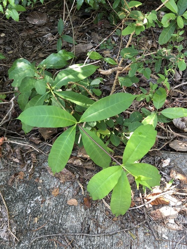 Allamanda cathartica
