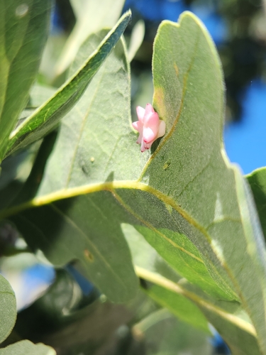 iNaturalist observation photo of Spined Turban Gall Wasp