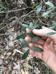 Alyxia sinensis