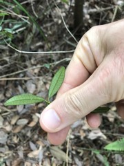 Alyxia sinensis