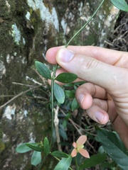 Alyxia sinensis