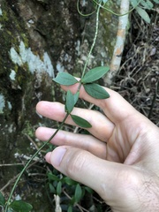 Alyxia sinensis