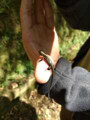 Pholidobolus vertebralis