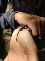 Pholidobolus vertebralis