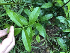 Strophanthus divaricatus
