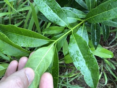 Strophanthus divaricatus