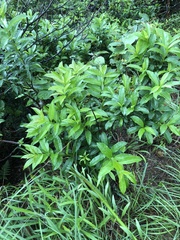 Strophanthus divaricatus