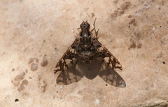 Xenox habrosus