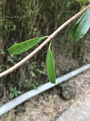 Strophanthus divaricatus