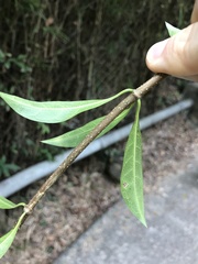 Strophanthus divaricatus