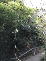 Strophanthus divaricatus