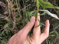 Strophanthus divaricatus