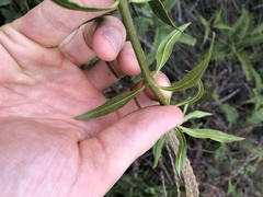 Strophanthus divaricatus