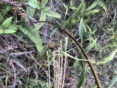 Strophanthus divaricatus