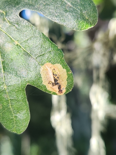 iNaturalist observation photo of Cameraria