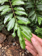 Strophanthus divaricatus