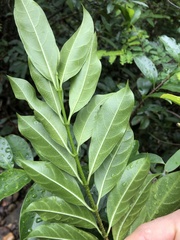 Strophanthus divaricatus
