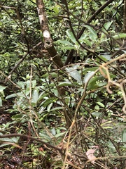 Strophanthus divaricatus