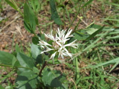 Pleurocarpaea denticulata