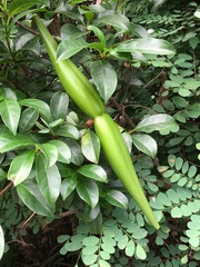 Strophanthus divaricatus