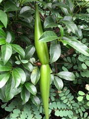Strophanthus divaricatus