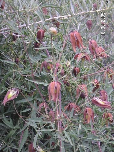 Clematis tibetana, photograph 1
