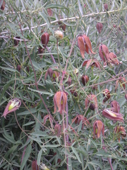 F. Bemmerlein-Lux, CC BY, iNaturalist via GBIF Clematis tibetana, photograph F. Bemmerlein-Lux, CC BY, iNaturalist via GBIF