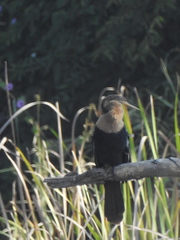 Anhinga anhinga
