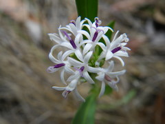 Pleurocarpaea denticulata