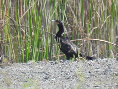 Nannopterum brasilianum