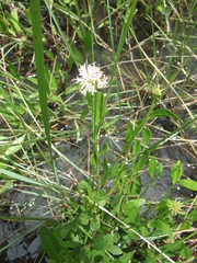 Pleurocarpaea denticulata