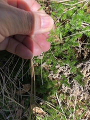 Selaginella hansenii
