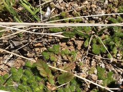 Selaginella hansenii