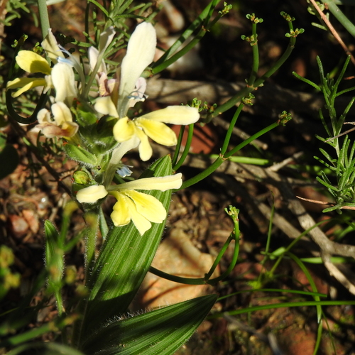 Image of Babiana odorata by (c) Noeleen du Toit, some rights reserved (CC BY-SA)