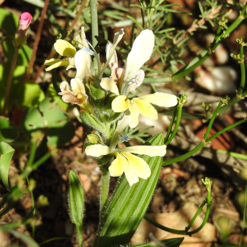 Image of Babiana odorata by (c) Noeleen du Toit, some rights reserved (CC BY-SA)