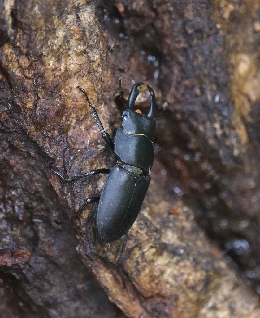 Dorcus striatipennis