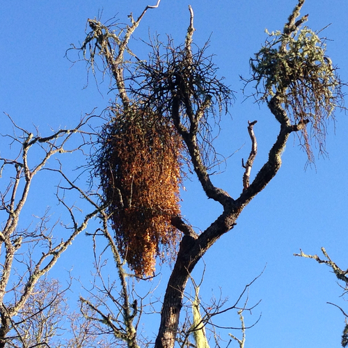 iNaturalist observation photo of oak mistletoe