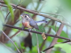 Granatellus venustus