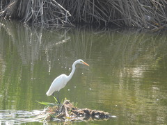 Ardea alba
