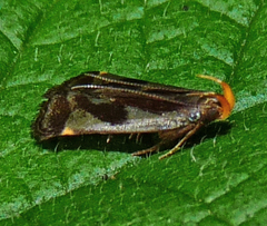 Dichomeris ochripalpella